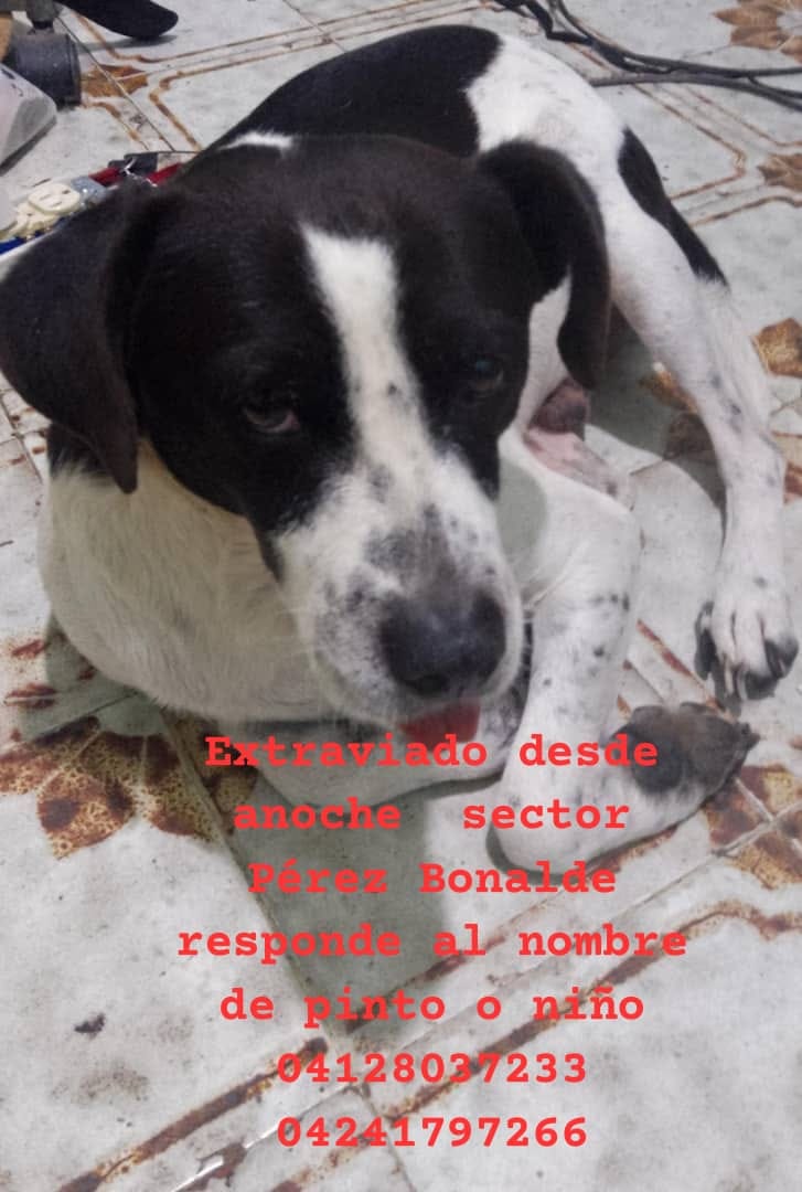 PerroUsuario's tweet photo. Se busca por Catia Pérez Bonalde - Caracas https://t.co/Dy7EayD6DE