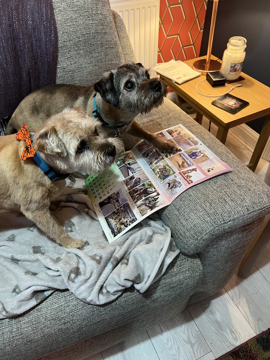 BoysPlus's tweet photo. @BTPosse RIP Gibbs. You put up a great fight against Cushings and a failing liver. Run free my friend and Gunner will be there to meet you over the rainbow bridge xx 🌈🌈🐶🩵 https://t.co/LkWK7Iz7YS