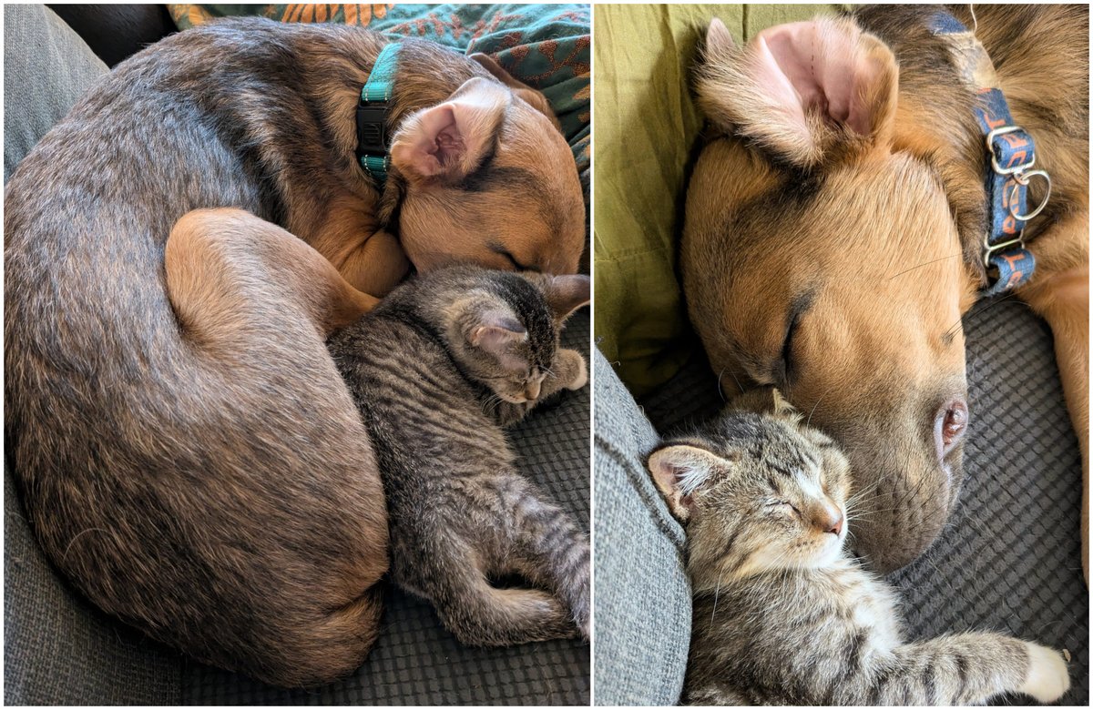 Rescued Puppy And Injured Kitten Become Best Friends In Foster Care. Now, They Need A Forever Home dlvr.it/TCZLhD