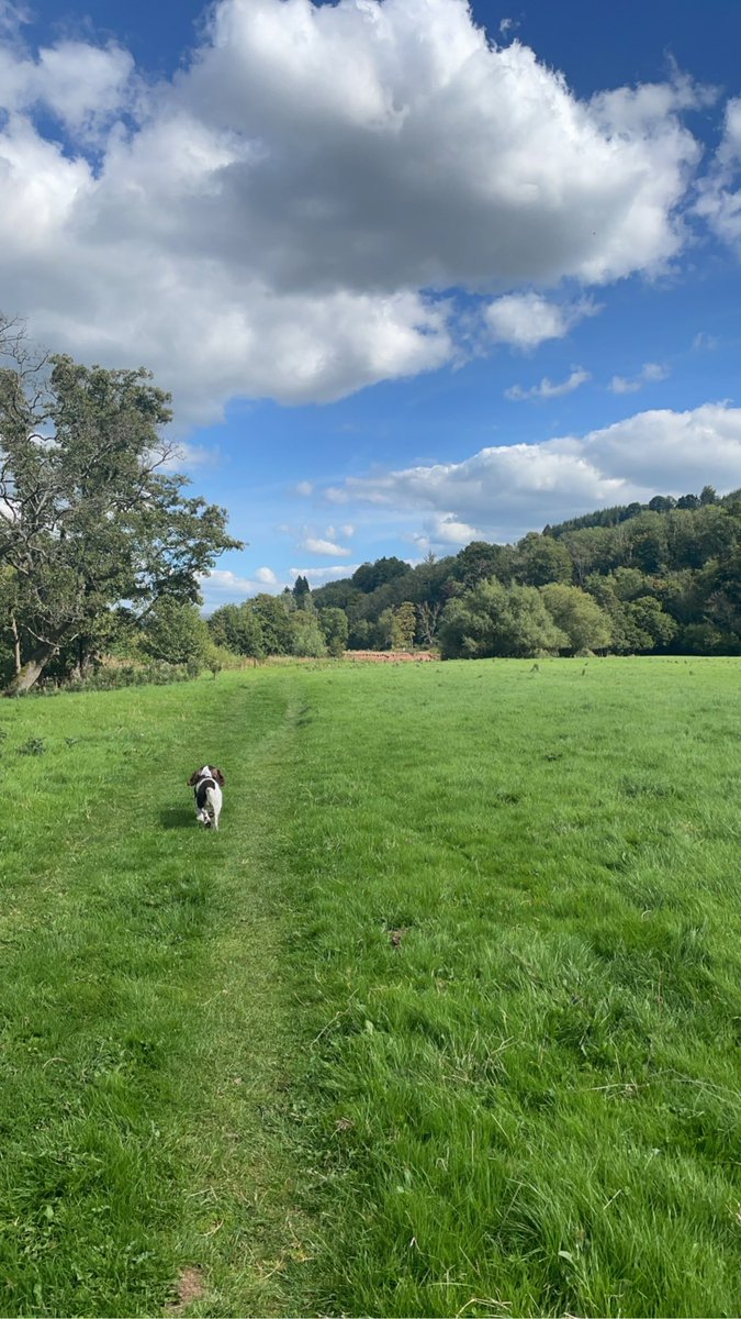 PharmacyBeth's tweet photo. Annual leave coinciding with glorious weather has lead to blackberry picking, big walkies and baking #goodforthesoul #wellbeing #lovewhereyoulive https://t.co/SIpDoLXdFp