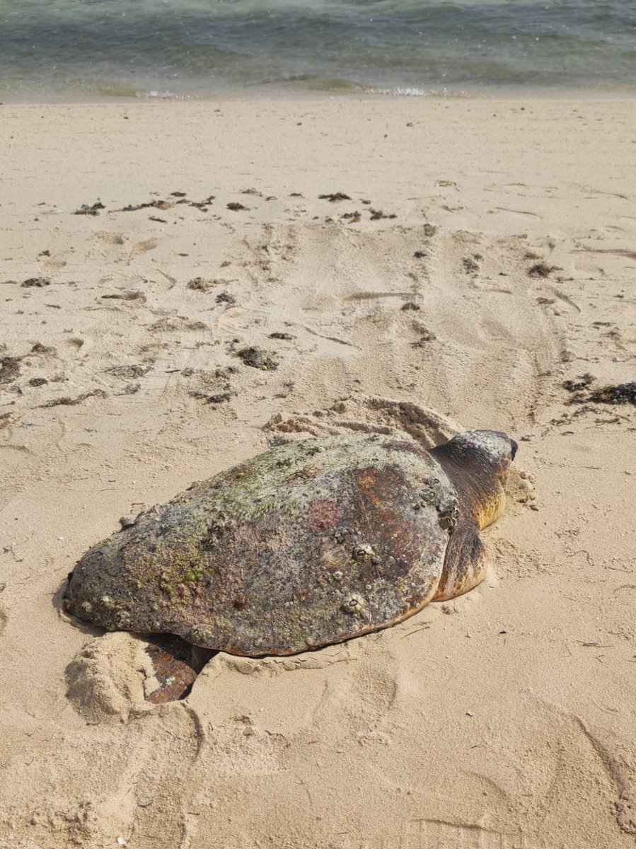 GulfTimes_QATAR's tweet photo. The marine team from the Department of Wildlife Development at the Ministry of Environment and Climate Change has recently conducted a successful care and rescue operation for a loggerhead sea turtle (Caretta caretta). #loggerheadseaturtle @moecc_qatar
https://t.co/CBj9l46xRX https://t.co/zNzsBbKWay