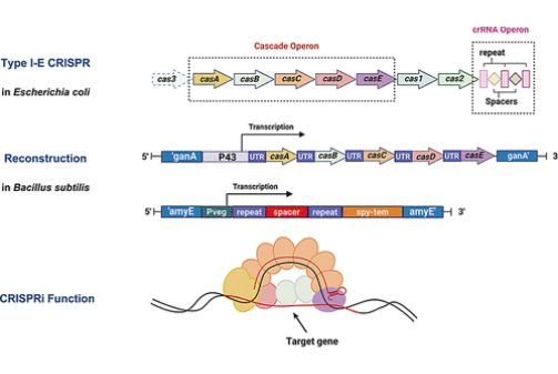 gathersight's tweet photo. Type I #CRISPRi system reconstituted in B. subtilis enhances DPA production by fine-tuning metabolic flux. Elevated DPA titer achieved in fermentation. Daily biotech insights 👉🏼 @gathersight. https://t.co/iCi4bITfgt https://t.co/4wqWWa9M5U