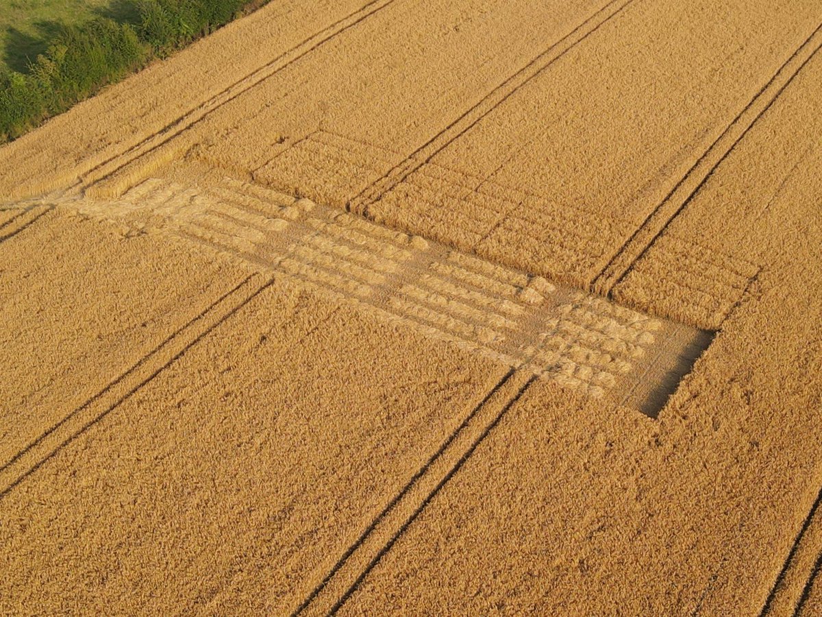 Harvesting trial plots here in the Clover Field for clients ☘️! Let’s see what the analysis says! #regenerativeagriculture #IrishResearch