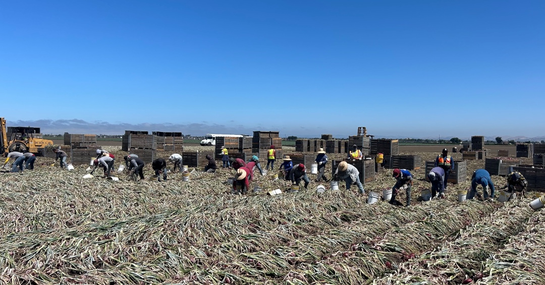 ProFarmGroup's tweet image. Bruce Wheeler, California Key Accounts Manager checked in on the harvest of an Illustria onion demo. One foliar &amp;amp; two fertigation applications produced strong, uniform establishment, onion bulb density &amp;amp; rooting improvements, &amp;amp; decreased abiotic stress.
#FromTheFieldFriday