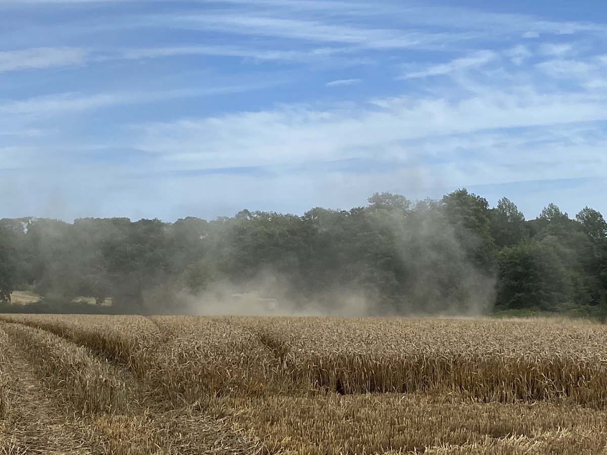 The last of the harvesting near me - and every time I see it I am a kid again, grazing my ankles on stubble and crazing my dad to let me have one last go on the combine.. 🌾 #FarmLife