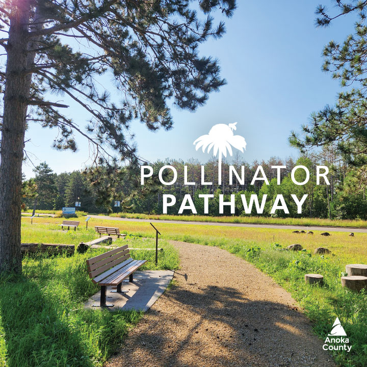 BunkerBeachMN's tweet photo. We may be closed for the season, but you can still explore Bunker Hills Regional Park and visit the new Pollinator Pathway featuring benches, nature play elements, and signage with educational information about plants and pollinators. 🐝💛 #anokacountyparks #bunkerbeachmn https://t.co/TlYnYFQnYd