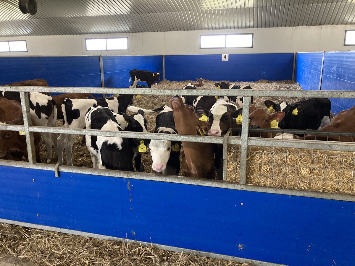Brilliant to visit <a href="/Beckside_Farm/">Paddy</a> in Cumbria today w/ Lyndon Edwards from <a href="/AHDB_Dairy/">AHDB Dairy</a>  - calf care protocols are brilliant &amp; great to hear about plans for a new shed. The passion, attention to detail &amp; the long range planning from Patrick &amp; his family was mind-blowing!