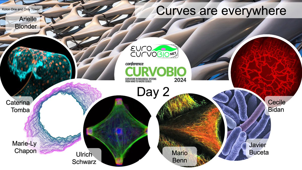/2🚀 Day 2 Recap at #CurvoBio2024: Curves are truly everywhere—whether in buildings, slimy biofilms, governing tissue morphogenesis, or cellular shapes. The more we explore, the more we see how fundamental curvature is to everything around us. And there is more in day 3
