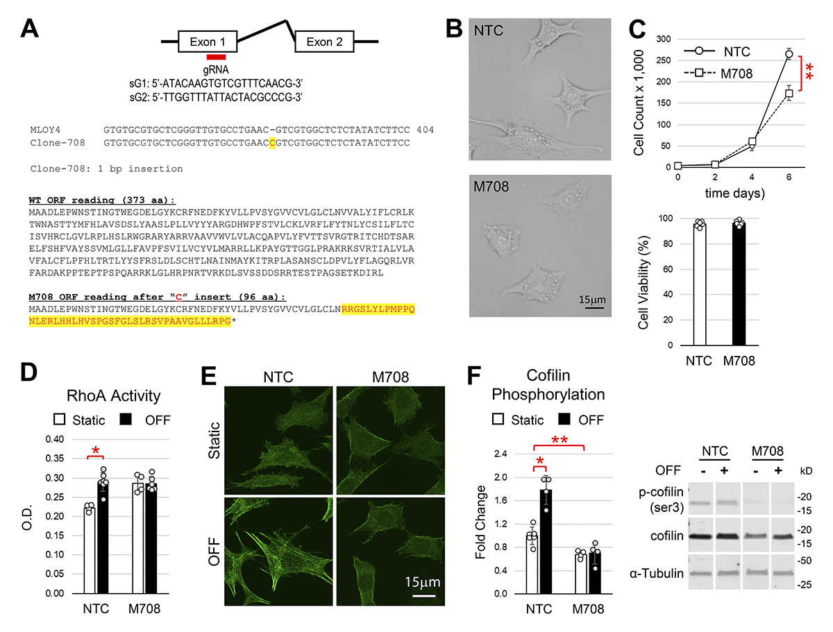 In <a href="/JCellBiol/">Journal of Cell Biology</a>, Chougule (<a href="/Amit_C90/">Amit Chougule, PhD</a>), Gardinier <a href="/HenryFordHealth/">Henry Ford Health</a> and colleagues demonstrate that osteocytes’ expression of P2Y2 mediates #actin polymerization and mitigates the anabolic response to fluid flow. hubs.la/Q02N9CP10

#Cytoskeleton #CellSignaling