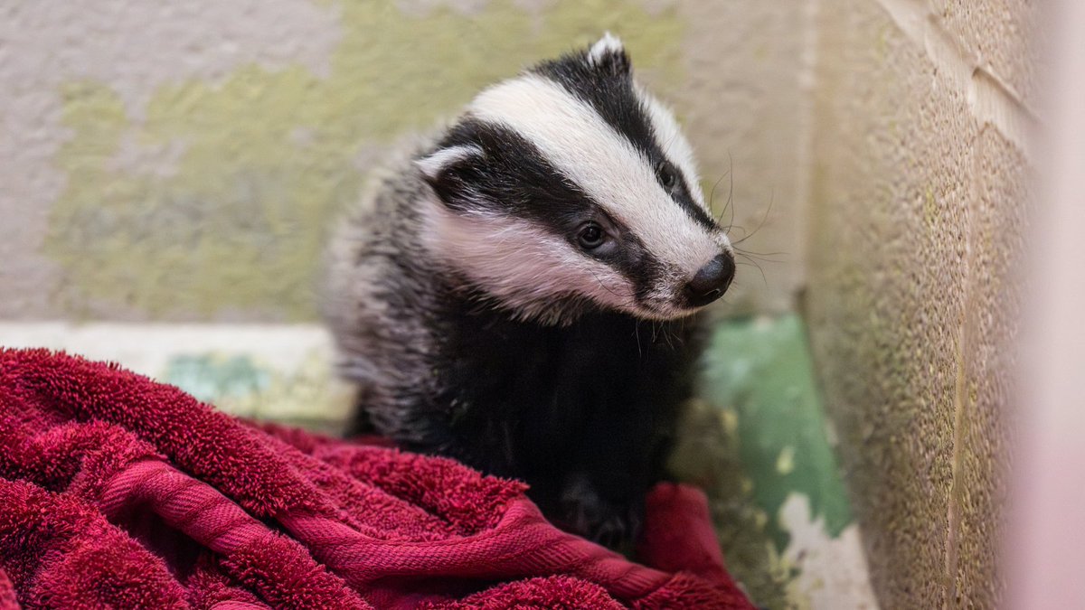 We welcome the Government's plans to end badger culling in England by 2029, shifting to vaccinations to tackle Bovine TB 🦡

230,000 badgers have been culled in the past decade, so we hope this new science-led approach leads to better protection for both cattle and badgers alike.