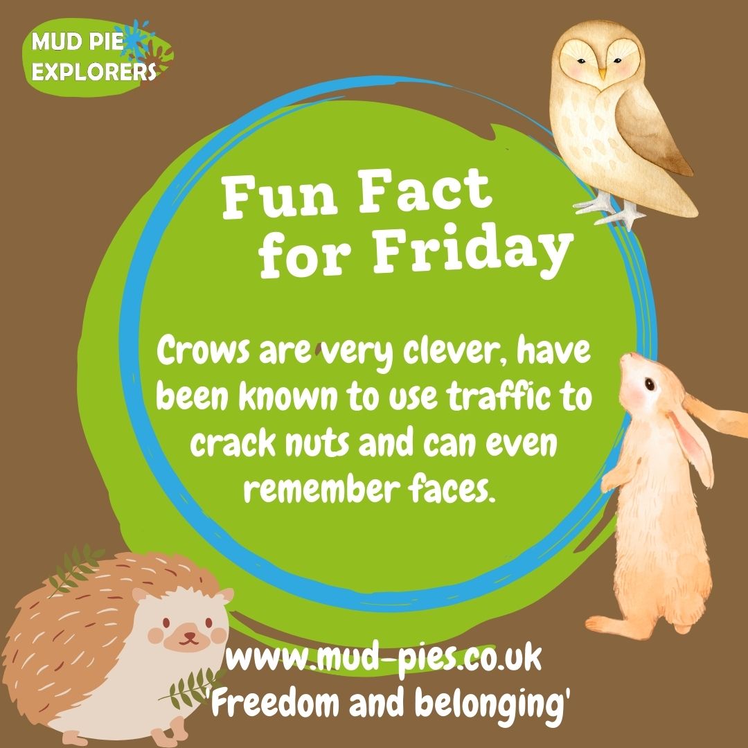 Crows are very clever - they've been known to use traffic to crack nuts and can even remember faces. 🧐

#forestschool #mudpieexplorers #bristollife #bristolkids #bristolschools #fridayfact #facttimefriday #funfactfriday