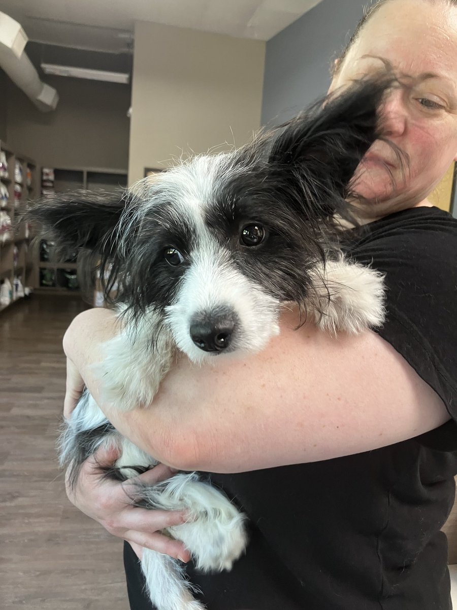 dog_rates's tweet photo. This is Oreo. She was hit by a car and left out to die in the scorching heat. Both of her back legs are broken, and she's completely unable to walk on her own. You can help her get the surgery she needs so she can walk again below ❤️‍🩹

https://t.co/oIuHqaMgwh https://t.co/0cmASg4UBU