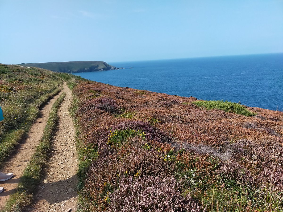 JanTrathen's tweet photo. Cornish colours #Northcliffs
#Kernow #LoveCornwall
#Wellbeing https://t.co/riYQzAgNKb