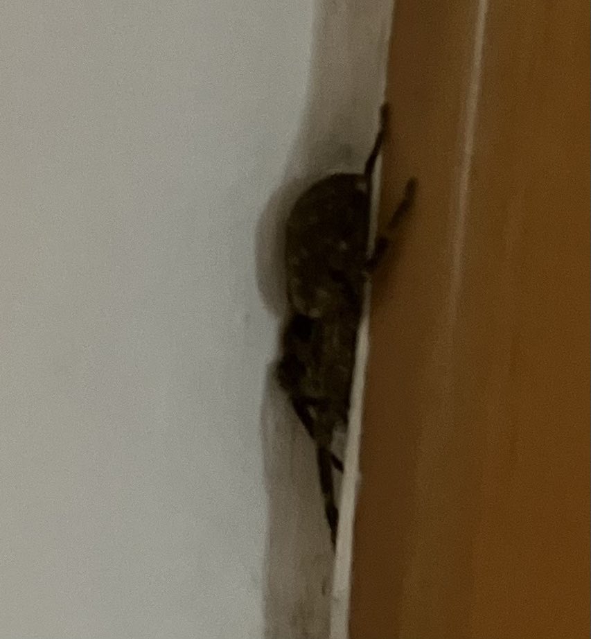 pino_nostro's tweet image. #Tarantola?
Qui Salento, patria di #Taranta e tarantelle 🥱
Foto fatta in un 2^ momento dal 1^ avvistamento! 
Alle 5 vado in bagno e vedo sto bestione di 5/8 cm con un addome striato marrone chiaro il doppio delle zampe! 
Scappo e torno per fotografarlo ma era già nascosto 😅🤪