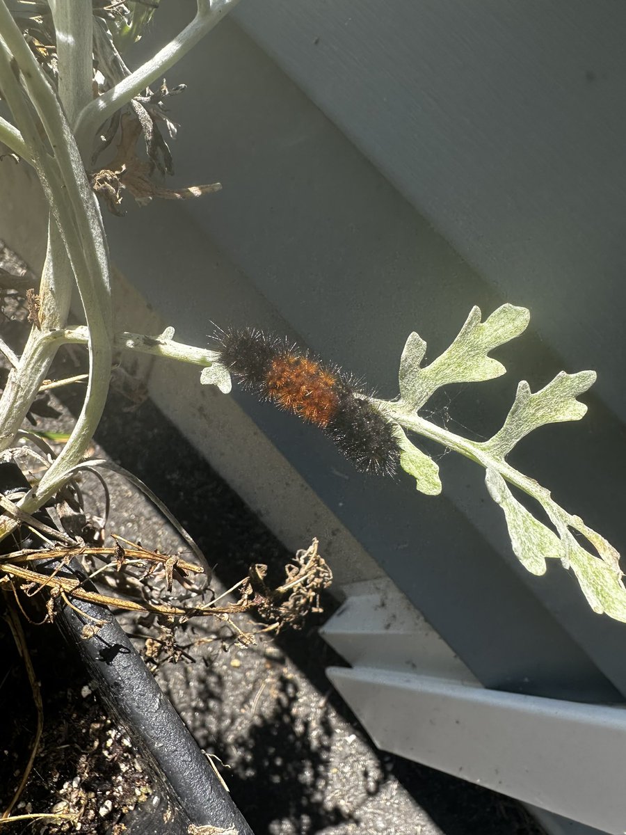 I spy with my 👁️ this guy making an appearance in Sturbridge …. Average winter perhaps? <a href="/ericfisher/">Eric Fisher</a> <a href="/DHTheWeatherNut/">Western Mass Weather</a>