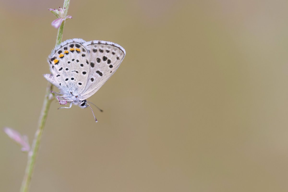 Alex Perry tweet media