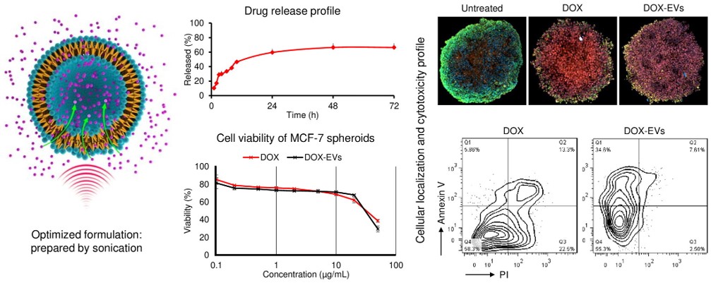 Fatemeh Mehryab, Faezeh Shekari <a href="/InstituteRoyan/">RoyanInstitute</a> et al prepared doxorubicin-loaded extracellular vesicles using various loading techniques, such as incubation, electroporation, and sonication, in different hydration buffers
tandfonline.com/doi/abs/10.108…
#extracellularvesicles #exosomes