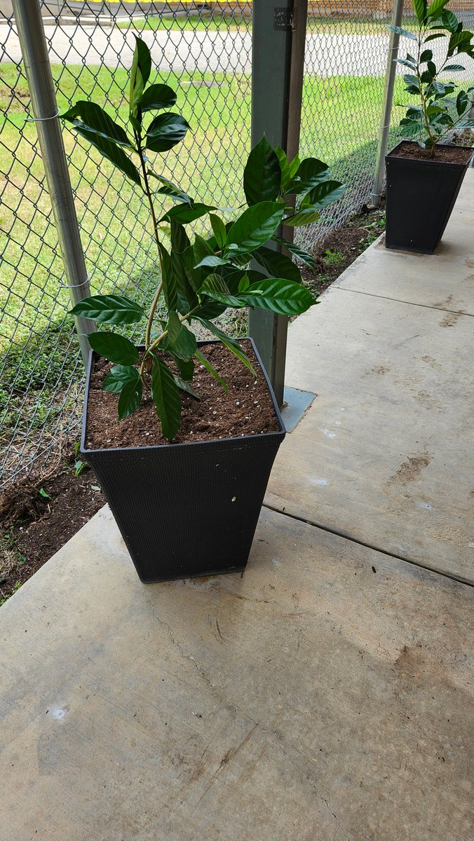 Plant's and Flower's are a source of healing, they make people feel more healthier, happy &amp; helpful. They are sunshine, food and medicine for the soul. 
Thank's Coach Autry for making our campus look great.