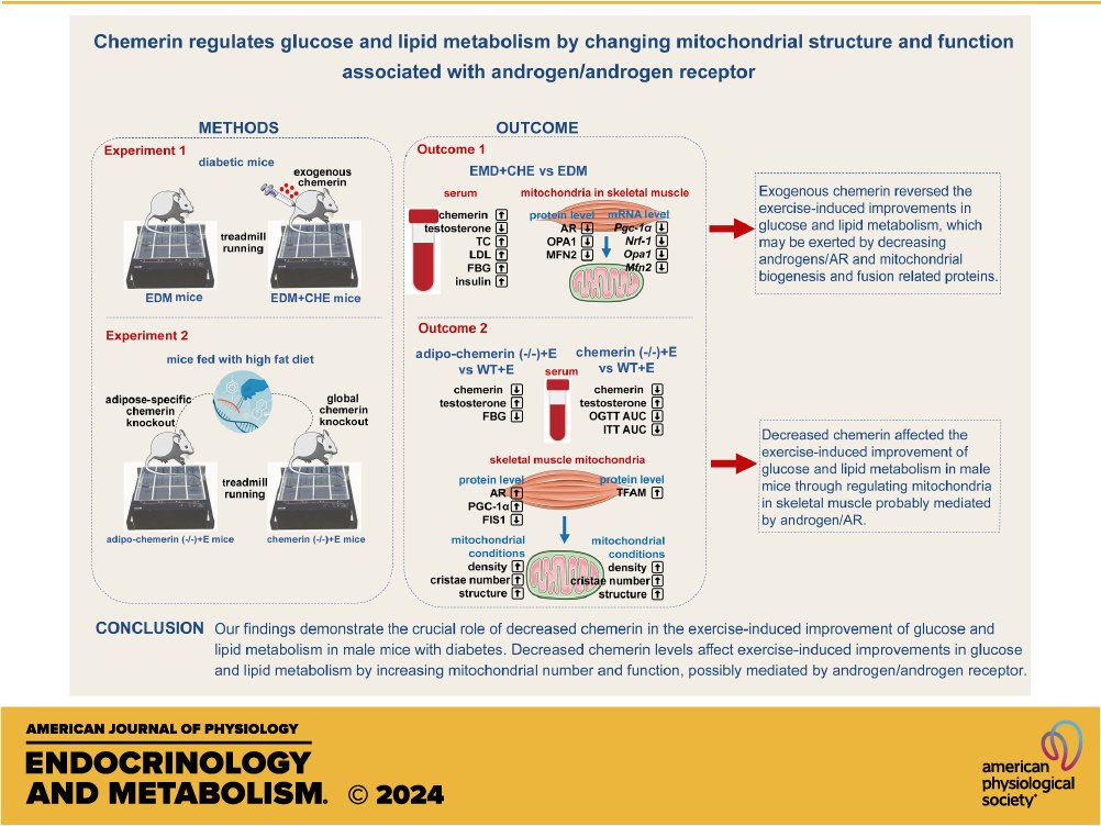 AJPEndoMetab's tweet photo. #FullAccessArticle from #AJPEndoMetab! Chemerin regulates #glucose and lipid metabolism by changing #mitochondrial structure and function associated with androgen/androgen receptor
Lijun Yin et al.
LINK: https://t.co/lEGPEIgm6u
#AerobicExercise #androgen #chemerin #mitochondria https://t.co/i0RsNqcZQr