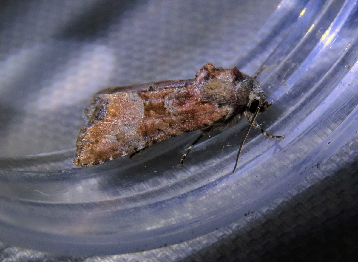 dragonflyrich's tweet photo. @MOTHIDUK Final stragglers from 19/7/24 in East Devon. 1) Common Footman (for comparison), 2) Scarce Footman, 3 &amp; 4) Rosy Minor?  Thanks in advance. https://t.co/eQrEWG6bxU
