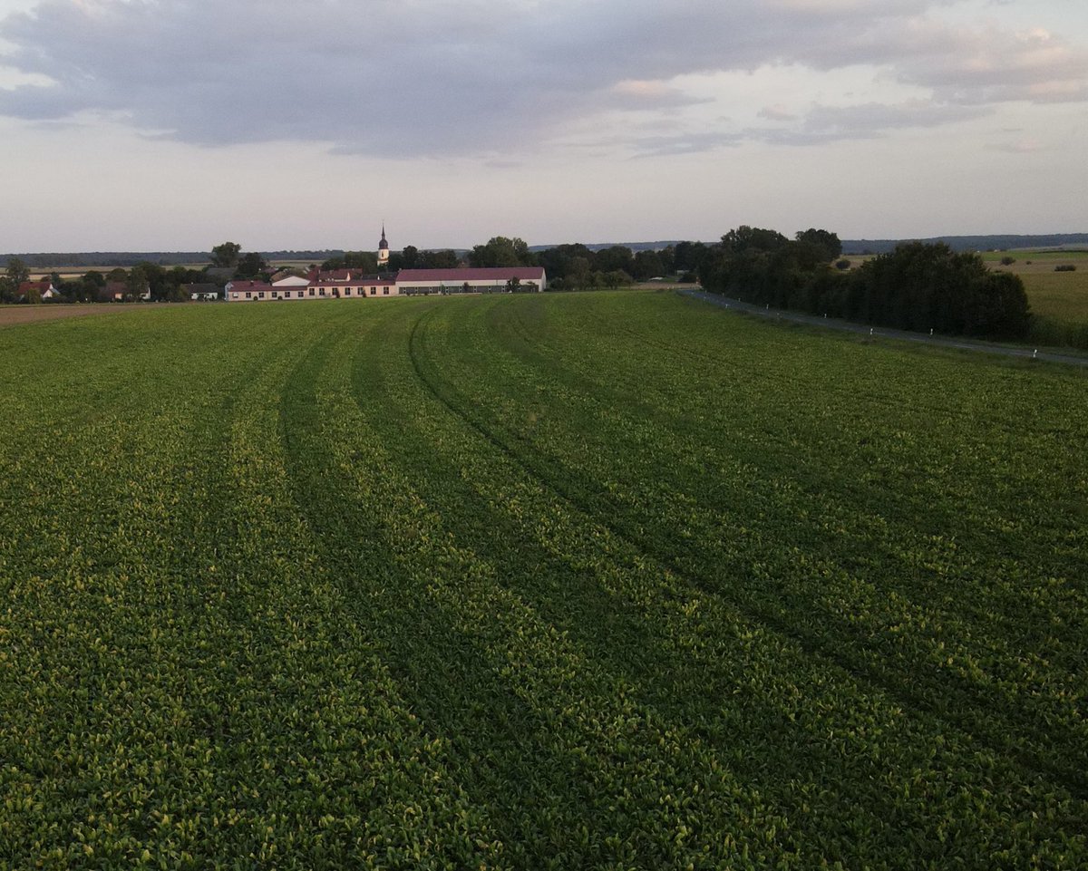 The search for ways to control SBR (the syndrome of low sugar content) in sugar beet goes on. Beet varieties may play a role, but it is too early to see the light at the end of the tunnel …