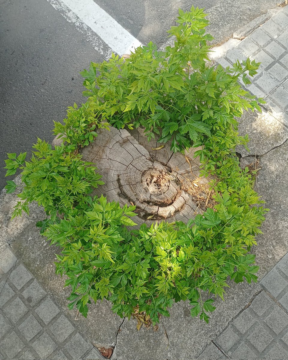 falguera_merce's tweet image. La natura apareix a qualsevol lloc, malgrat l'asfalt i el ciment... #SempreVerd
#MomentsDeVida