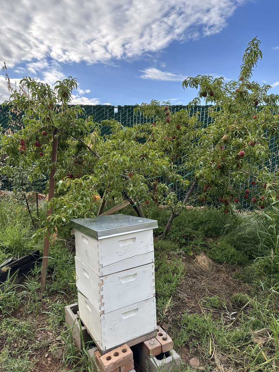 Fortapachefun's tweet image. Loaded with 1986 peaches.🍑