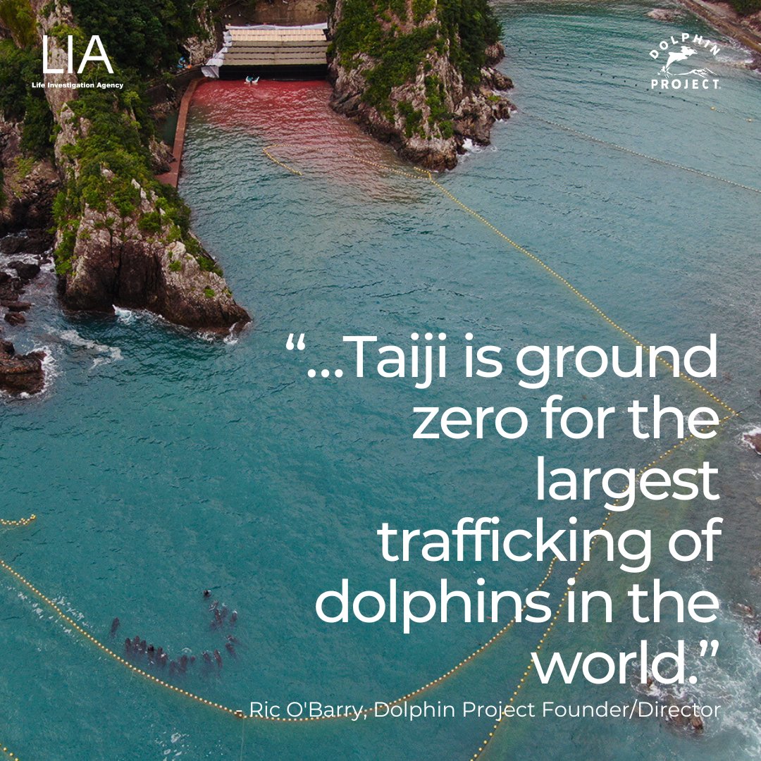 Dolphin_Project's tweet photo. September 1 marks the start of the annual dolphin drive hunt that takes place in Taiji, Japan. Dolphins are quite literally dying to entertain us - captured dolphins sold to aquariums are what keep the hunts profitable. 
https://t.co/Yz9J9N7Xcr https://t.co/wA33trrAJ9