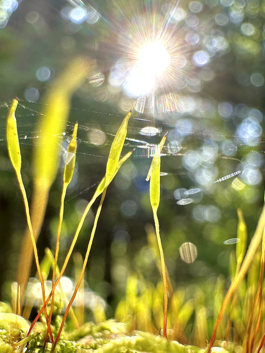 MandyLSimard's tweet photo. QP/Share your captures with the sun ☀️ 📸 https://t.co/f89nhRlraz