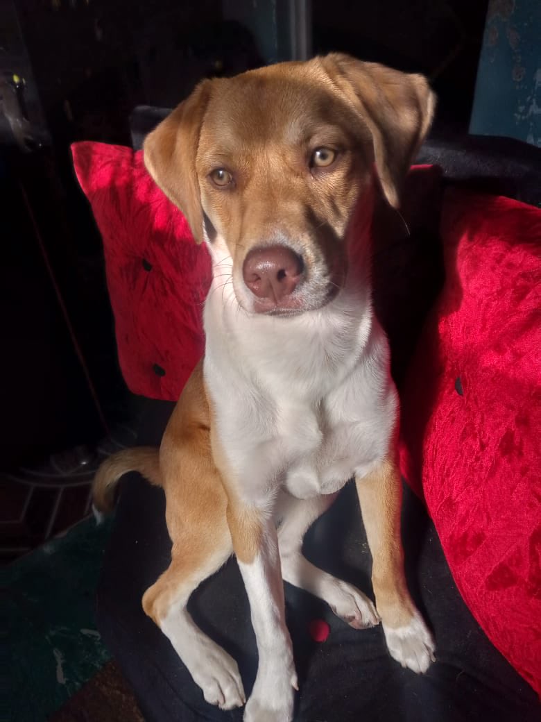 Le acaban de dejar esta perrita abandonada a una vendedora informal, ella no se la va llevar a su casa, alguien que la quiera ayudar ? 🙏