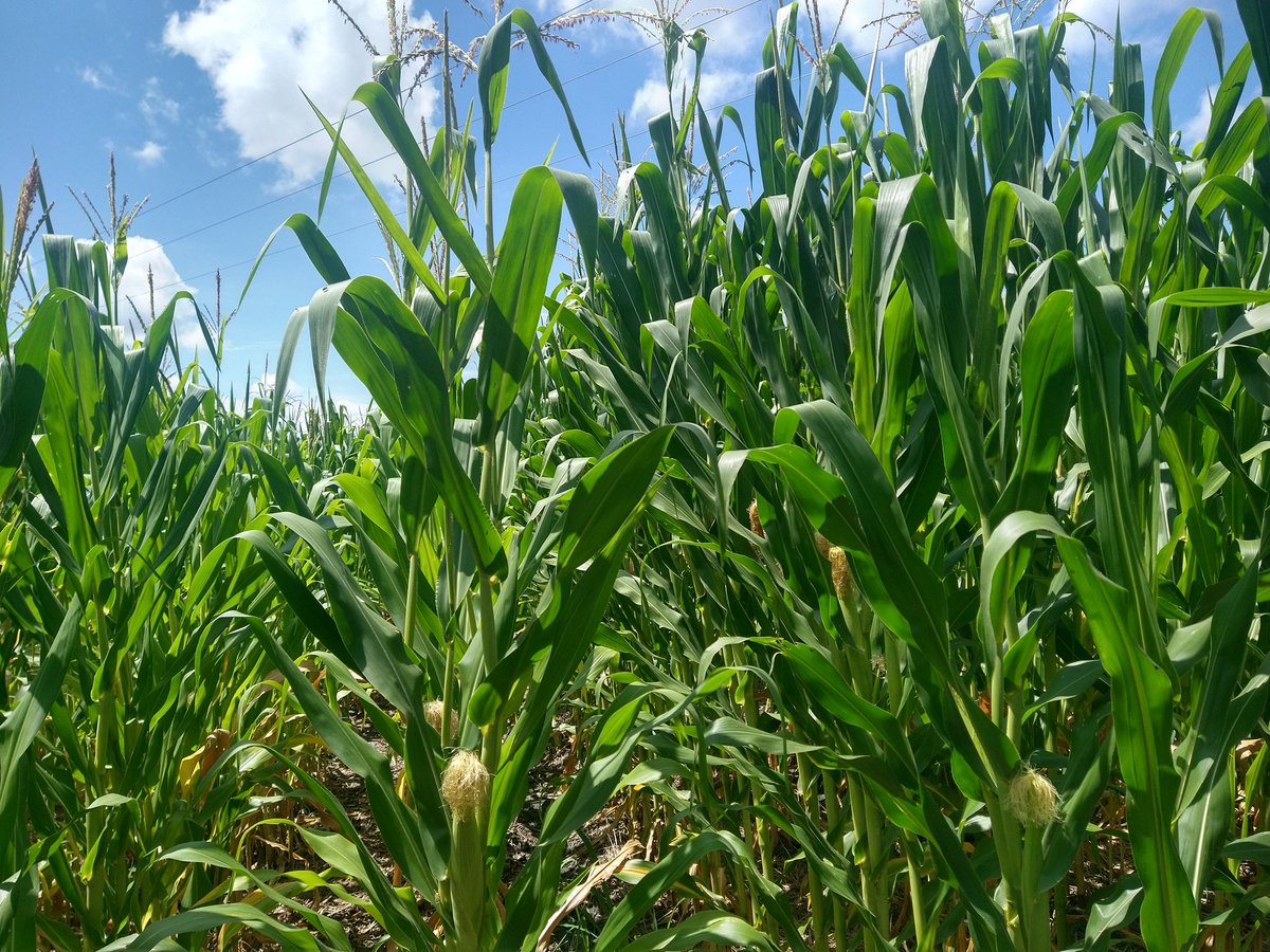 Medicion SPAD en ensayo experimental para la evaluación de mezclas físicas en base al mapeo de fertilidad realizado por CIMMYT en el municipio de Pénjamo.🌽🌽🌽

#ContribuciónMéxico2024
<a href="/ACCIMMYT/">ACCIMMYT</a> 
<a href="/CIMMYTesp/">CIMMYT en español</a> 
<a href="/HubBajio/">Hub Bajío</a>