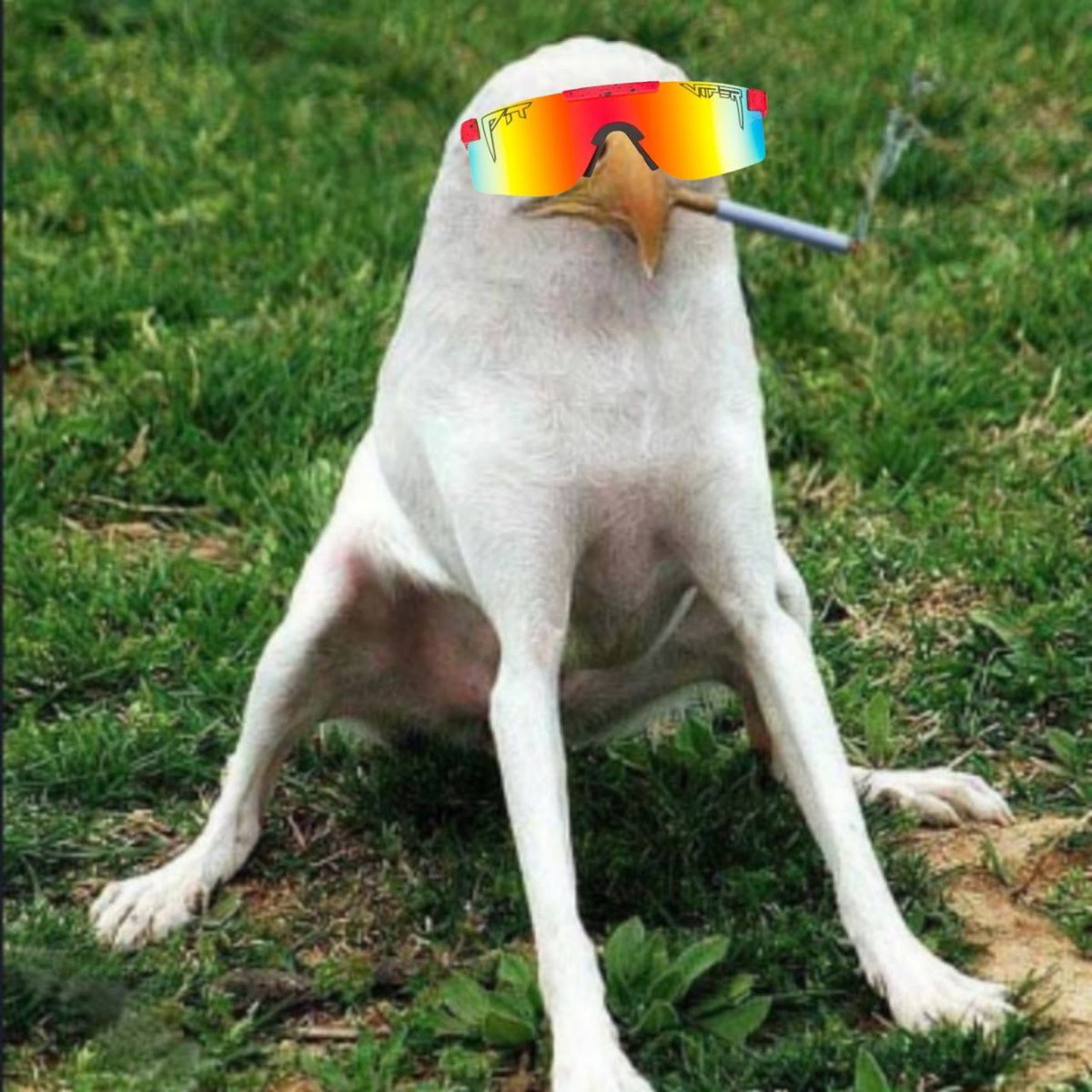 WavyBrazyX's tweet photo. @allrealegacy @CrossChainAlex @SmokingEagleDog $SED Sendddd it #SEDit #SED https://t.co/MT0307o0Fb