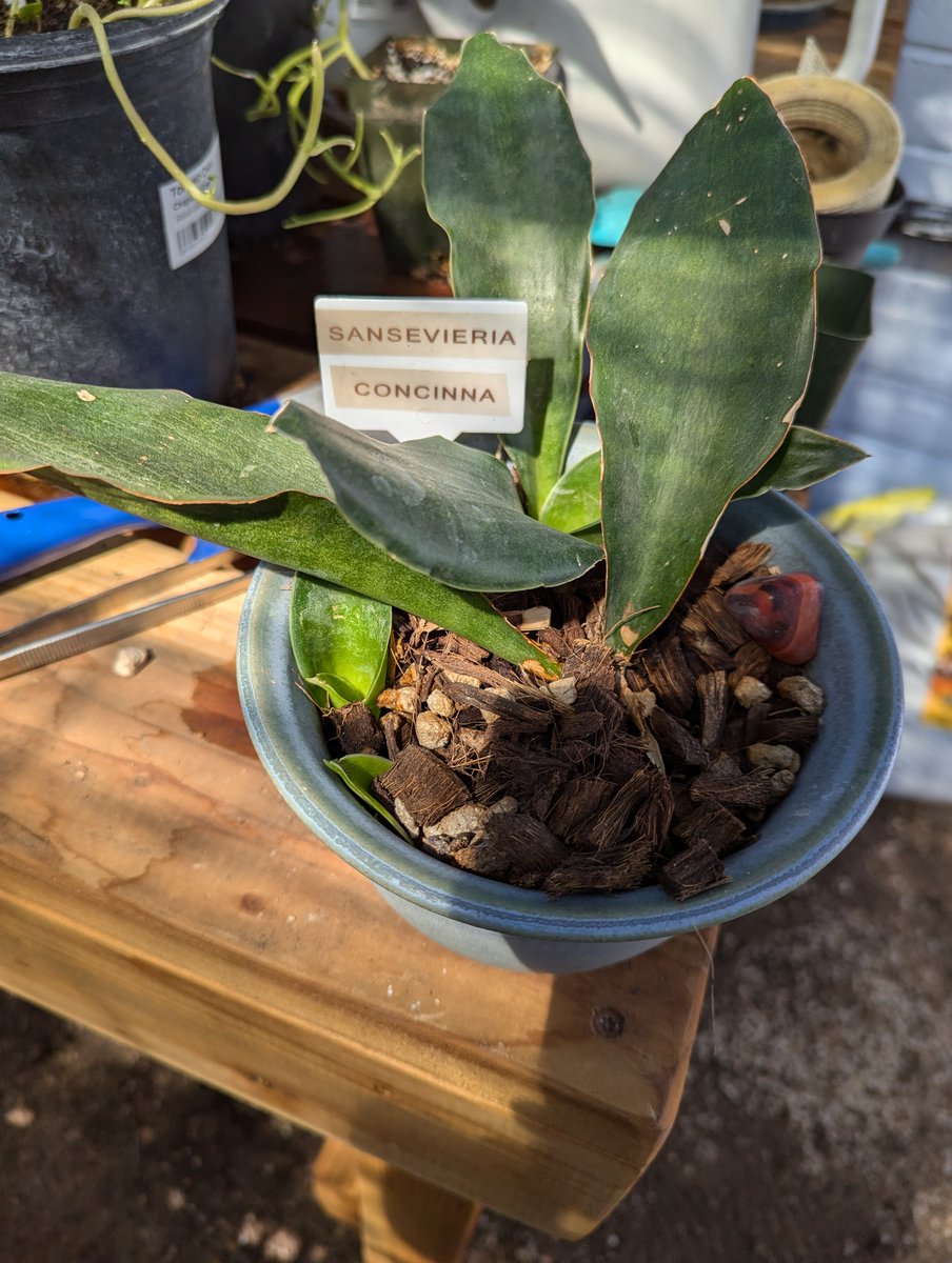 HowardMilano's tweet photo. Sansevieria concinna. One of my favorites, it has these thick skinned, beaten up leaves that grow haphazardly. A tough, no nonsense plant. Notice it's growing two new leaves! #concinna #sansevieria #sansevieriapup #sansevierias #houseplant #plantpup #toughplant https://t.co/WQU2F8zeIE