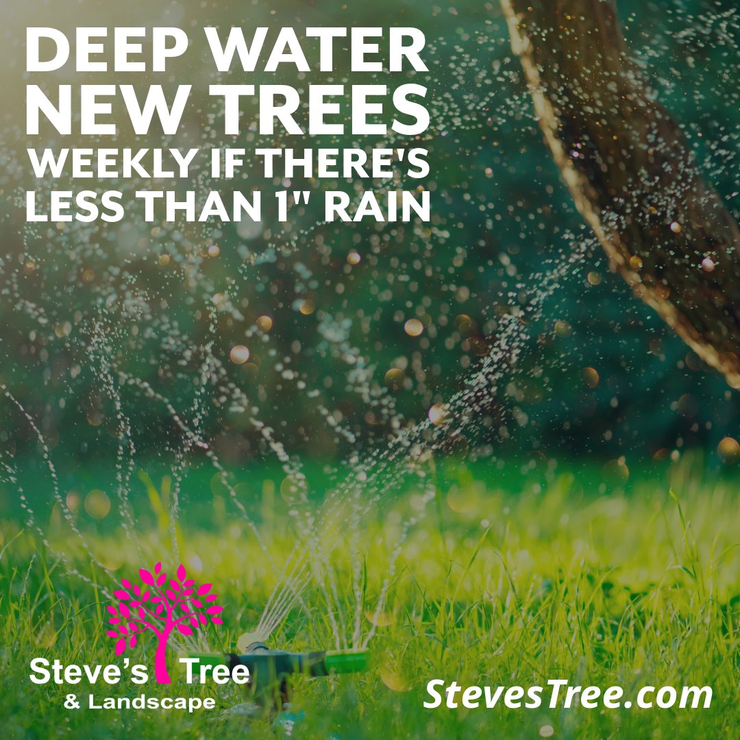 StevesTreeLand's tweet image. 💧 Watering Tips - Deep water new trees weekly if there&apos;s less than 1&quot; rain.

✅ Use slow-release methods like bags. 🌱

The Best Tree Services and Landscaping Design: stevestree.com

🌳 Keep your trees thriving!

#TreeWatering #NewTrees #TreeServiceTips #...