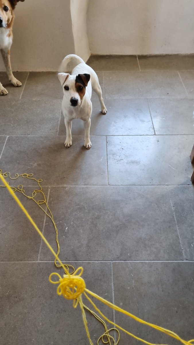 anna_halford's tweet photo. @lucyinglis A proto-WH, now, yes 😬.

Flora is mostly parson russell, possibly crossed with a piglet. Otherwise 100% chaos gremlin.

Loki is *delighted*. https://t.co/mQa8bgm96i