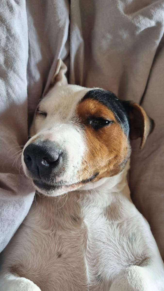 anna_halford's tweet photo. @lucyinglis A proto-WH, now, yes 😬.

Flora is mostly parson russell, possibly crossed with a piglet. Otherwise 100% chaos gremlin.

Loki is *delighted*. https://t.co/mQa8bgm96i