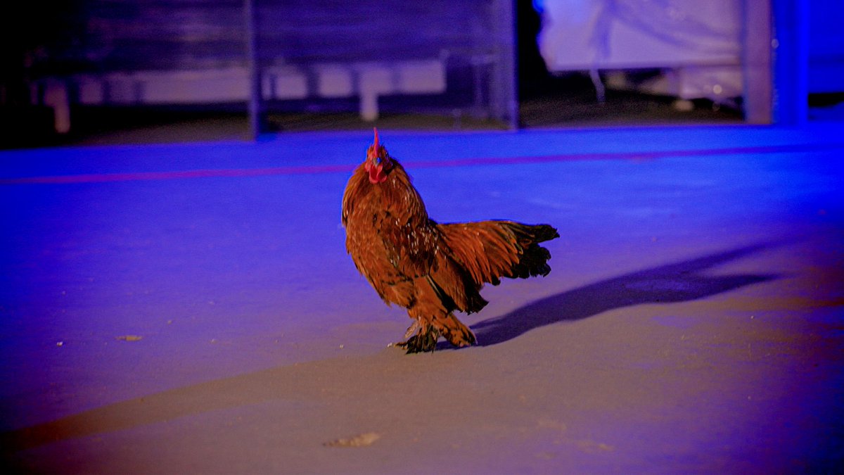 firefluxesports's tweet photo. 🐓⏳ https://t.co/e12tzvTEOT