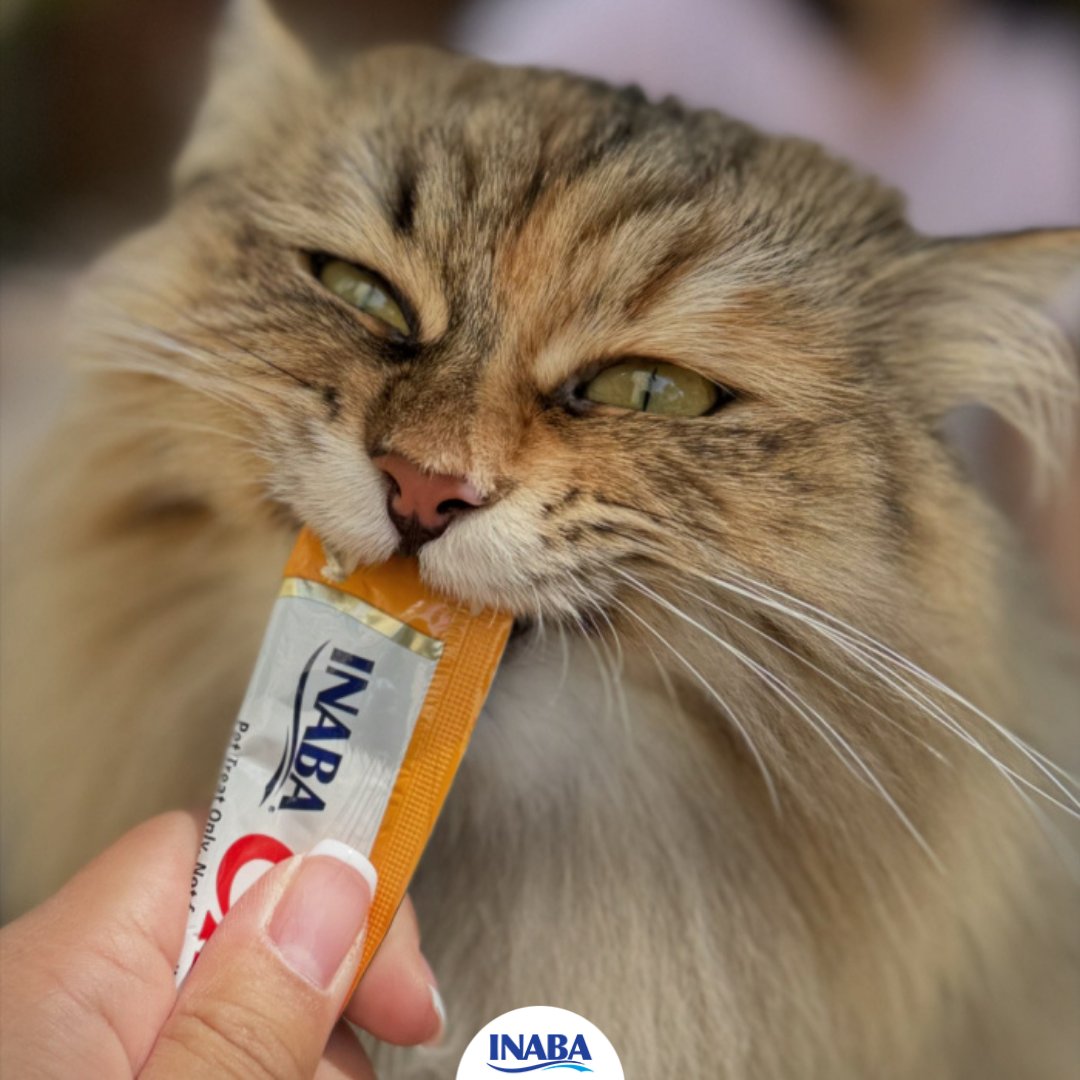 CatConWorldwide (@catconworldwide) on Twitter photo 🐾 Daydreaming of CatCon 2025! 🐾
I’m daydreaming about the next CatCon already because my human visited the <a href="/InabaChuru/">INABA Churu Premium Cat/Dog Treats & Foods</a> booth this year and brought home the yummiest prizes! 😻✨
Can’t wait to see what goodies 2025 will bring! 🐾 Daydreaming of CatCon 2025! 🐾
I’m daydreaming about the next CatCon already because my human visited the <a href="/InabaChuru/">INABA Churu Premium Cat/Dog Treats & Foods</a> booth this year and brought home the yummiest prizes! 😻✨
Can’t wait to see what goodies 2025 will bring!