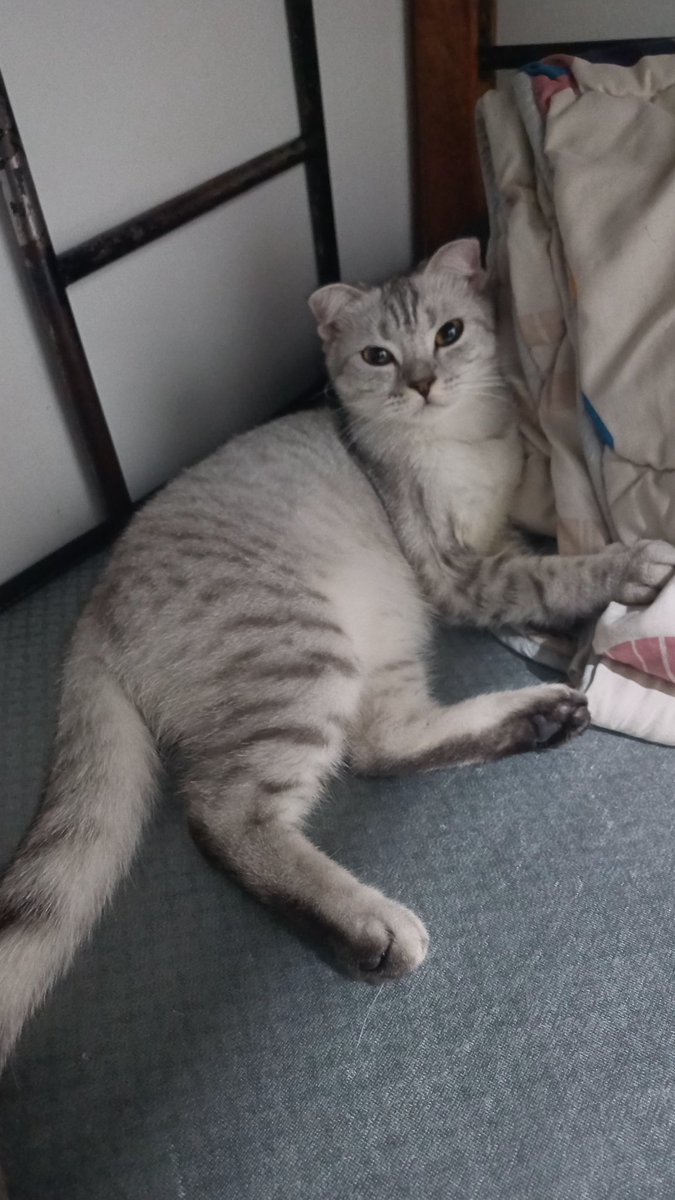 t_erzarida's tweet photo. Haii guys I will look for new and her name is caca. A well-groomed and well-maintained cat has clean, smooth, and shiny fur. #adoptcatmalaysia #adoptcat #Malaysian #Malaysia #selangor #ShahAlam https://t.co/xeEt72aCBN