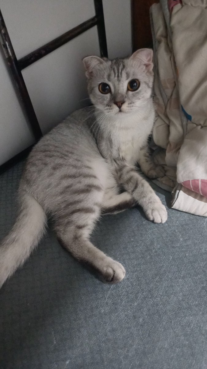 t_erzarida's tweet photo. Haii guys I will look for new and her name is caca. A well-groomed and well-maintained cat has clean, smooth, and shiny fur. #adoptcatmalaysia #adoptcat #Malaysian #Malaysia #selangor #ShahAlam https://t.co/xeEt72aCBN