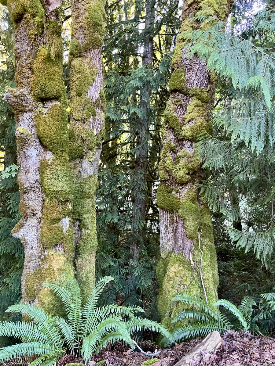 Raffi_RC's tweet photo. forest spleandour feeds my soul. #forestfriend https://t.co/Tc6AaTBfeh