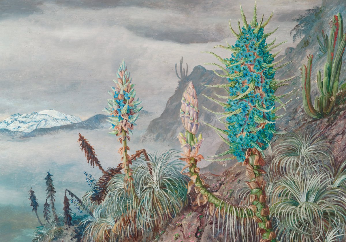 "Mi gran objetivo era encontrar la Puya azul, así que conseguí un guía y partí a las montañas"

Hoy conmemoramos 134 años desde la muerte de Marianne North, viajera que en 1884 recorrió Chile en la búsqueda del Chagual y las Araucarias.

#MarianneNorth #TravesíaBotánicaPorChile