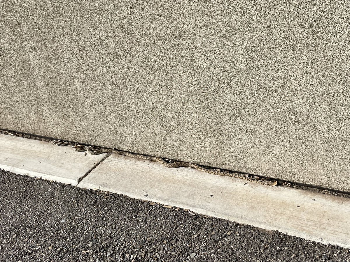 NewFuturesPrinc's tweet photo. Shout out to Mrs. Middagh for helping us relocate a snake that wanted to go to recess with our students! We appreciate your help!! @ABQschools @APS_Elementary https://t.co/WdXFOWf3Ui
