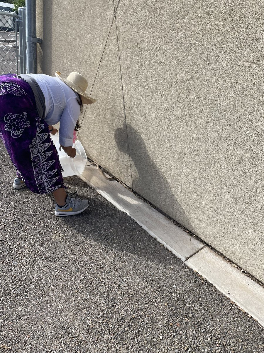 NewFuturesPrinc's tweet photo. Shout out to Mrs. Middagh for helping us relocate a snake that wanted to go to recess with our students! We appreciate your help!! @ABQschools @APS_Elementary https://t.co/WdXFOWf3Ui