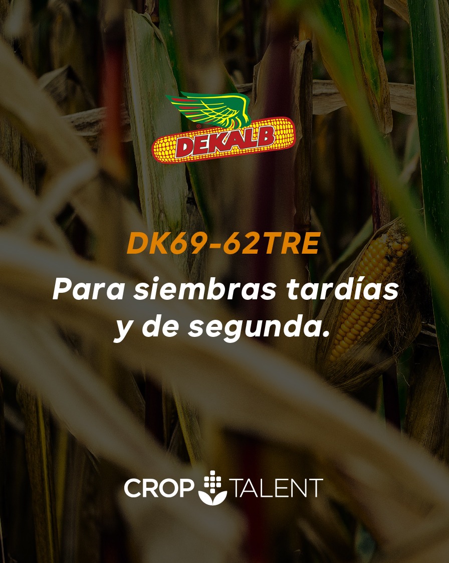 Para siembras tardías y tempranas 👉DK69-62TRE
#siempredekalb 
<a href="/DekalbArgentina/">DEKALB Argentina</a>