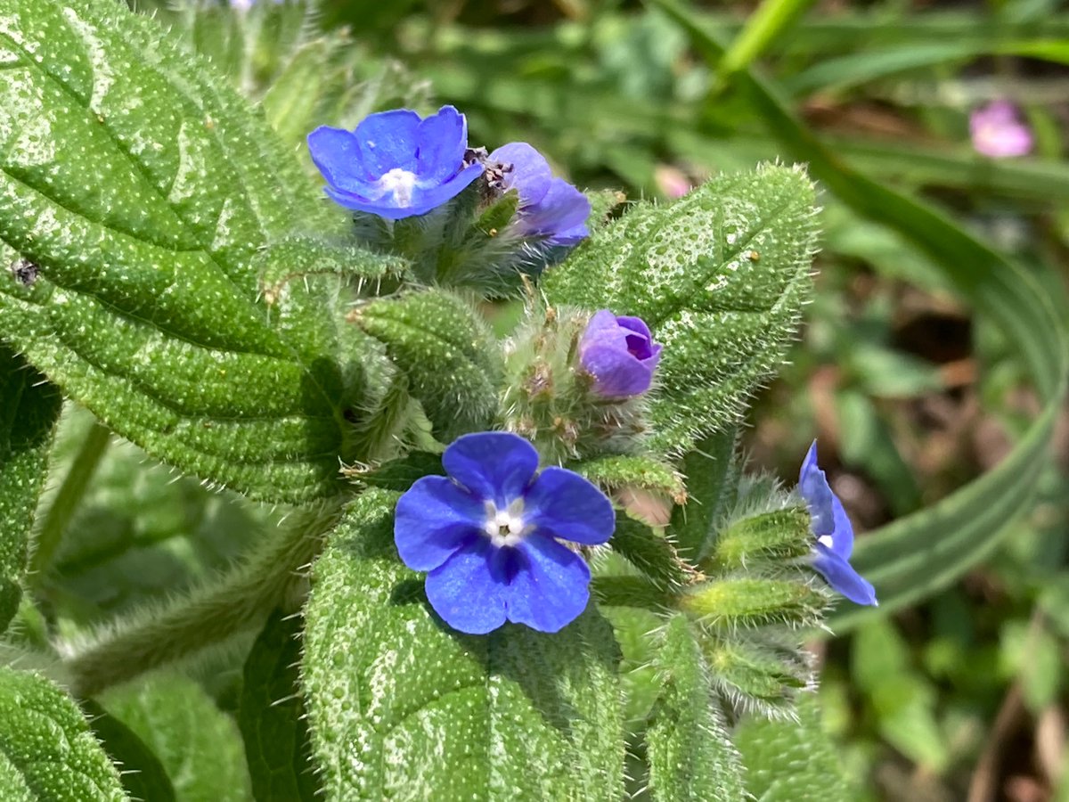 MyGarden_Uk's tweet photo. From a friends garden.
#WildStuff
@des_farrand @alisonbeach611 https://t.co/4PqjO9FuKJ