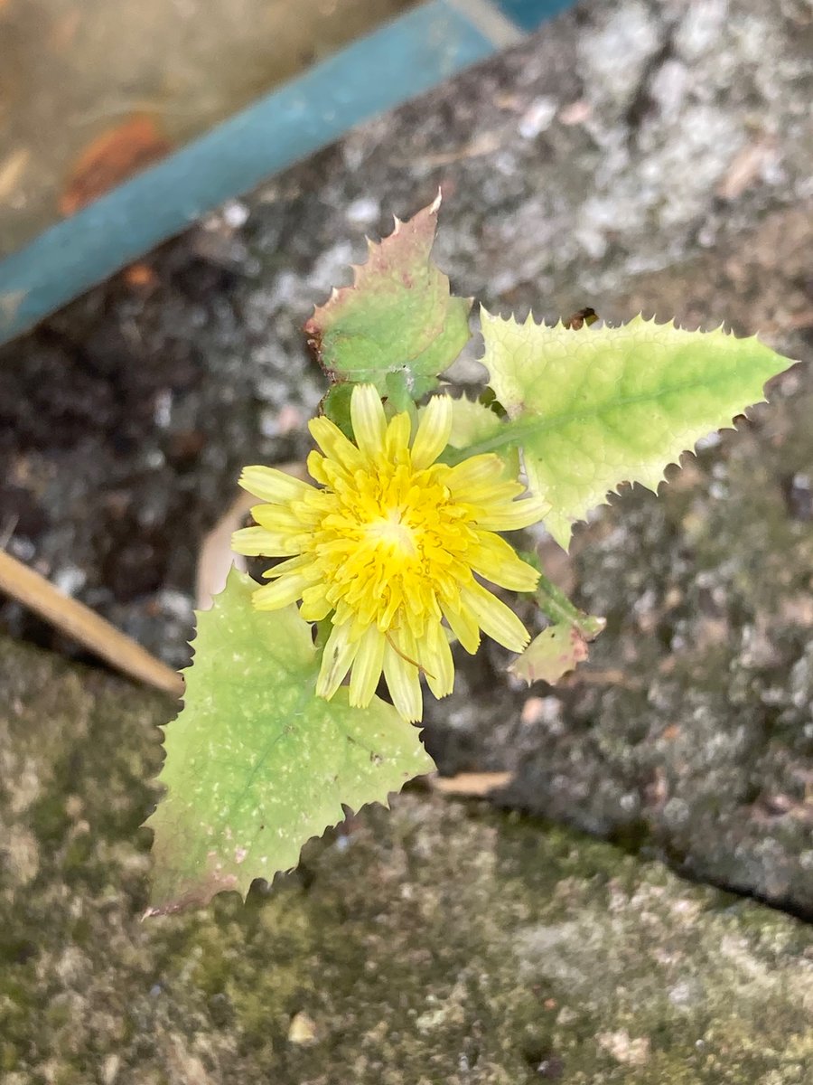 MyGarden_Uk's tweet photo. From a friends garden.
#WildStuff
@des_farrand @alisonbeach611 https://t.co/4PqjO9FuKJ