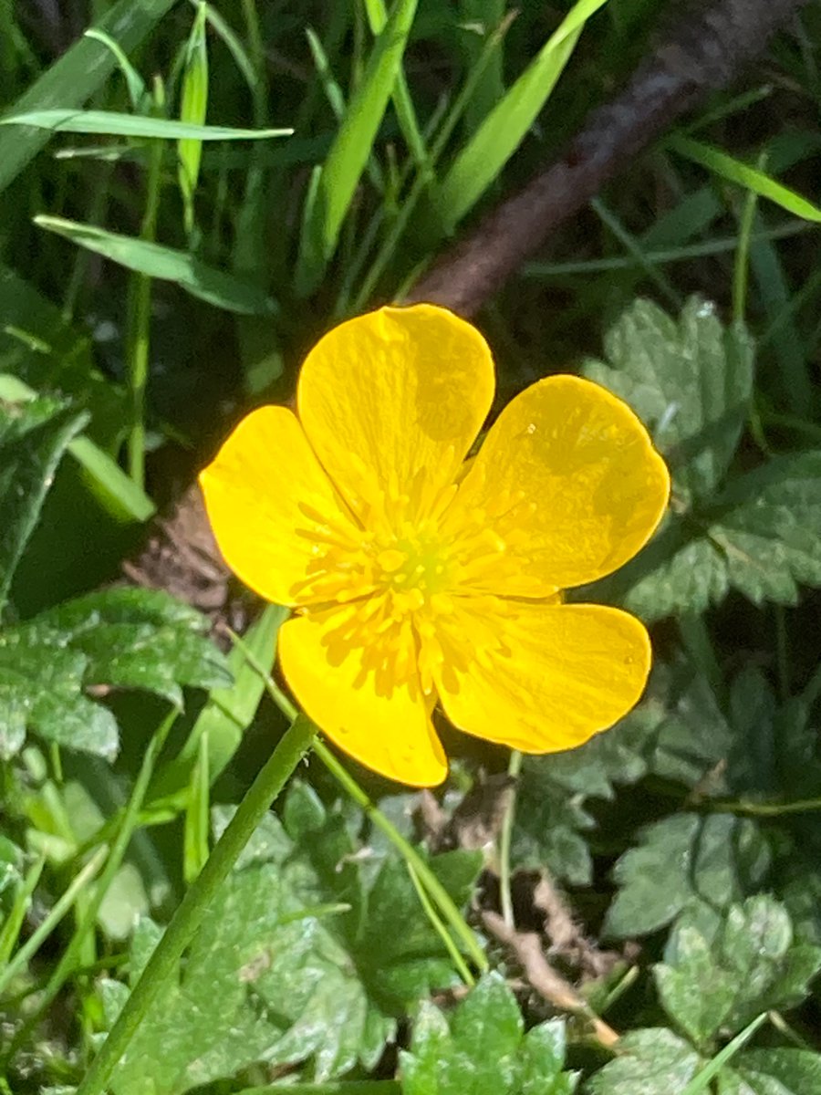 MyGarden_Uk's tweet photo. 2 more from my friends garden.
#WildStuff
@des_farrand @alisonbeach611 https://t.co/96qiIBk4Ce
