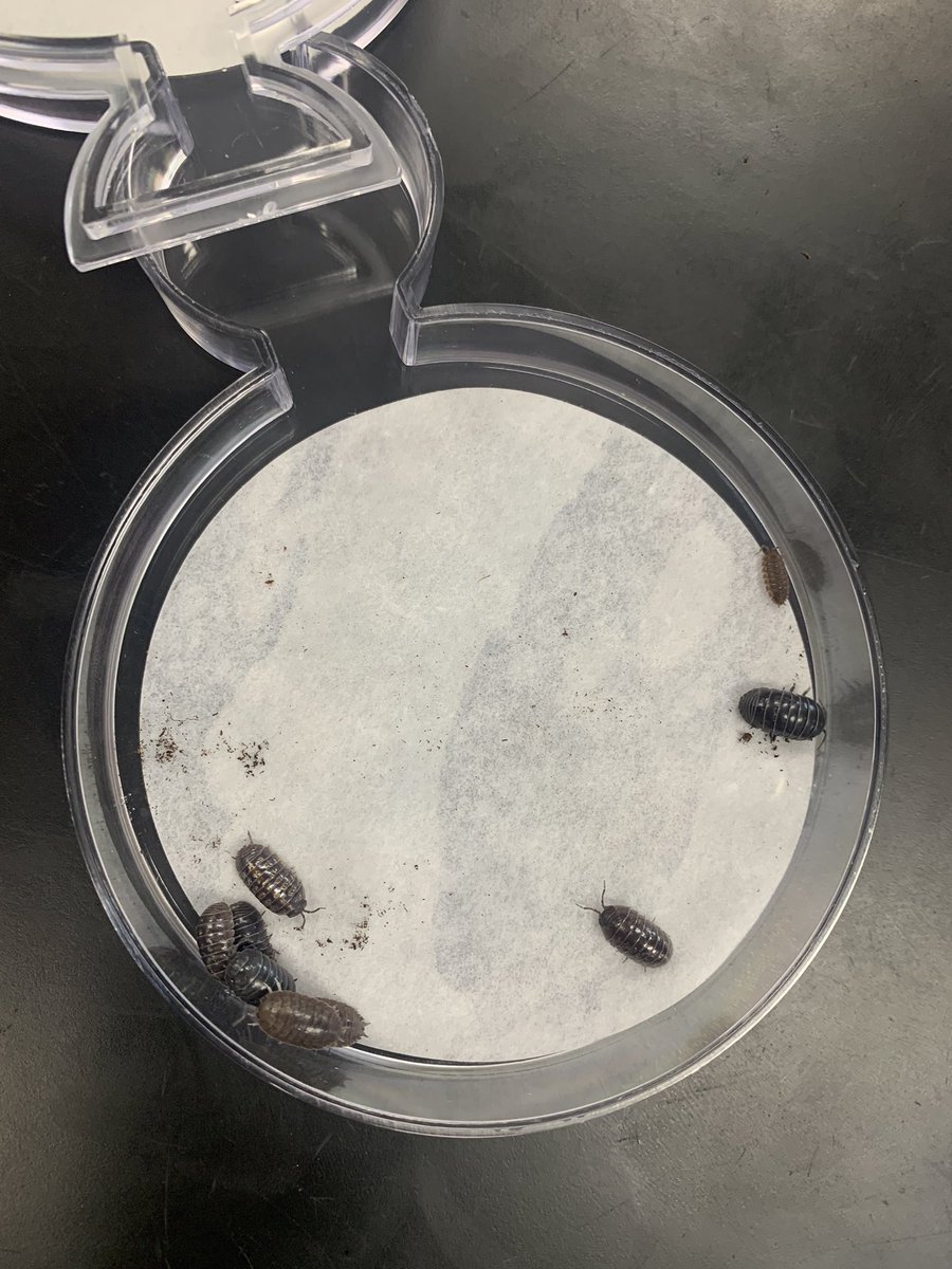 RobardsVPHS's tweet image. Bio 2 students dive into animal behavior with a hands-on lab using pill bugs! 🪲 Observing their reactions &amp;amp; interactions is a fun way to learn about behavioral science in action. #ScienceClass #AnimalBehavior @ValleyParkHS