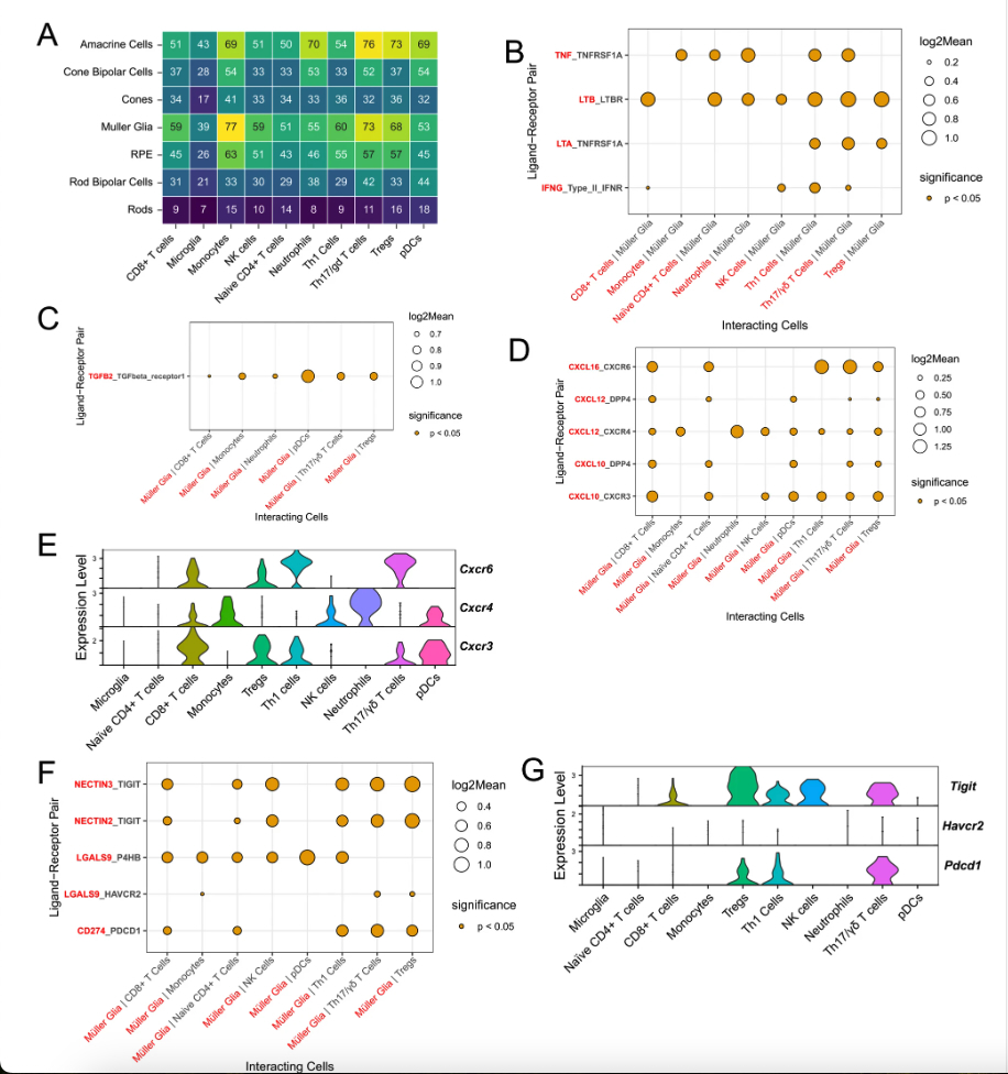 Kanmin Xue (@kanminxue) on Twitter photo Excited to share our latest study <a href="/SciReports/">Scientific Reports</a>:
nature.com/articles/s4159…
Single-cell analysis of #Uveitis uncovers key cellular interactions driving retinal inflammation, thus providing novel therapeutic targets. <a href="/CalliDendrou/">Calli Dendrou</a> <a href="/eyeMacLaren/">MacLaren Research Group Oxford</a> <a href="/wellcometrust/">Wellcome</a> #Uveitis #RetinaResearch Excited to share our latest study <a href="/SciReports/">Scientific Reports</a>:
nature.com/articles/s4159…
Single-cell analysis of #Uveitis uncovers key cellular interactions driving retinal inflammation, thus providing novel therapeutic targets. <a href="/CalliDendrou/">Calli Dendrou</a> <a href="/eyeMacLaren/">MacLaren Research Group Oxford</a> <a href="/wellcometrust/">Wellcome</a> #Uveitis #RetinaResearch